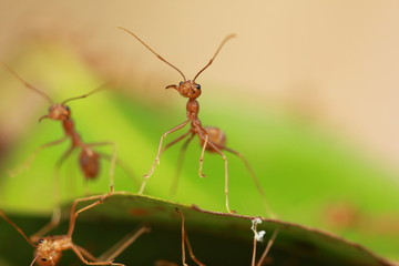 The red ants close up.