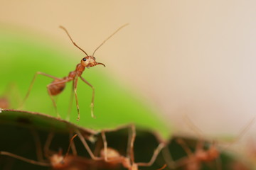 The red ants close up.