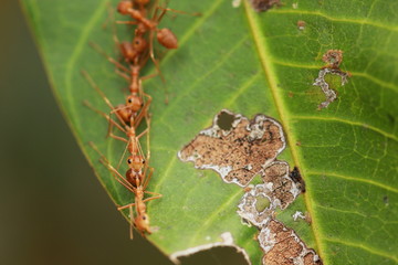Red ants building the nest.