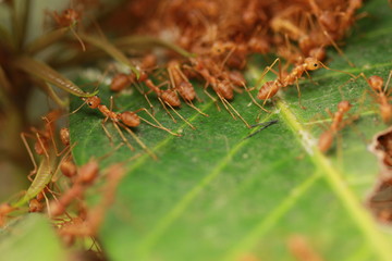 Red ants building the nest.