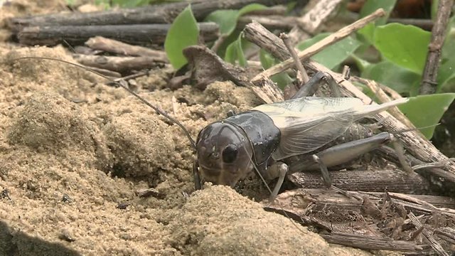 Crickets moulting the exoskeleton