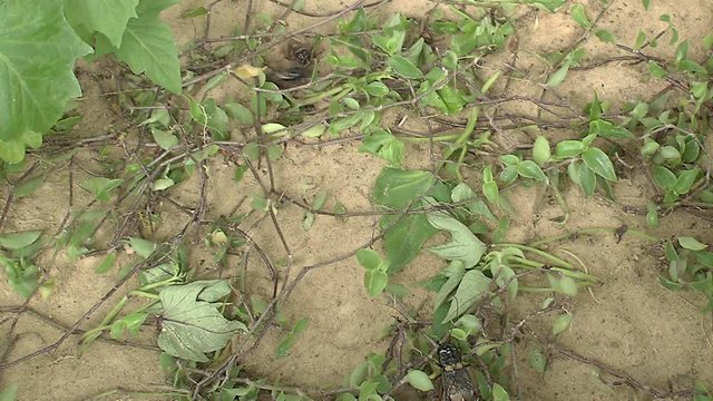 Crickets fighting in the field