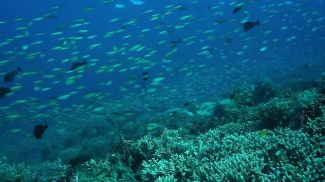 Millions of small colorful fish swimming over a pristine coral reef, Bali, Indonesia, Oct 2016