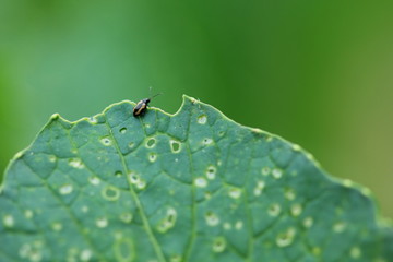 Pest insect very small on green leaf.