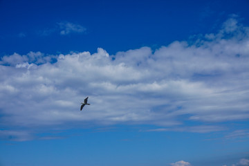 Fototapeta na wymiar Möwe vor blauem Wolkenhimmel