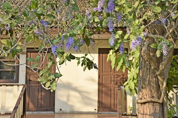 Petrea volubilis L. on tree in front of a house