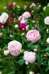 Pink Dahlias in Garden