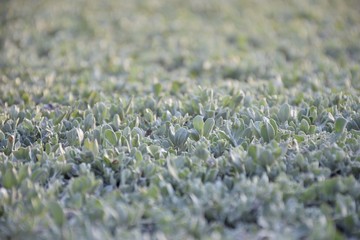 Close up little leaves of green shrub