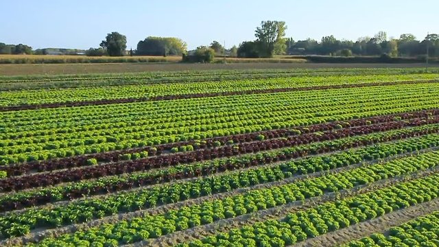 Vue a&eacute;rienne sur un champ de salades 
