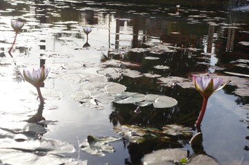 water lilies in a pond