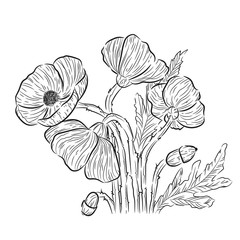 black and white illustration of a poppy flowers