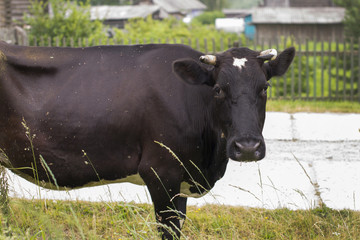 brown cow in the village
