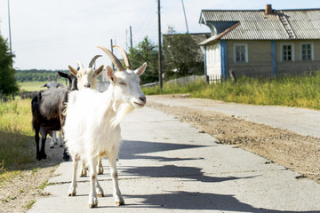 white goat on the road