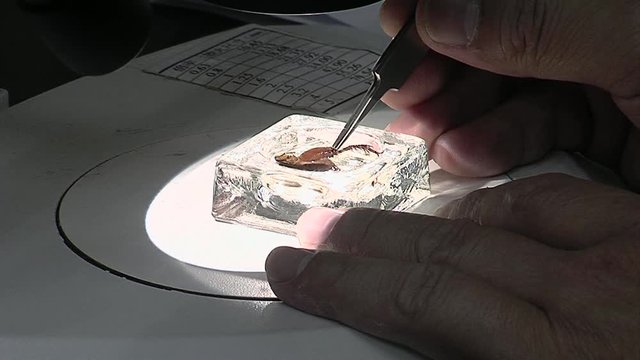 Scientist study a cricket in the lavatory