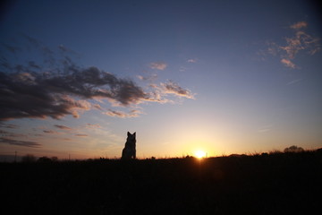 夕焼けと犬のシルエット