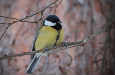 Fototapeta premium Great Tit perched on the branch