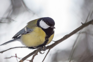 Great Tit perched on the branch