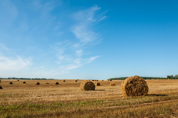 Fototapeta premium bales of dry golden straw in farm field under a clear blue sky in August