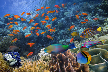 Fototapeta premium Photo of a tropical Fish on a coral reef