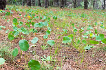 Forest Ground Closeup