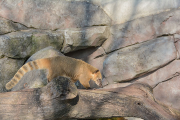 Nasenb&auml;r im Zoo
