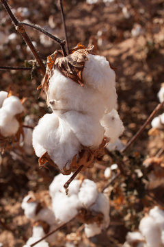 Ripe cotton boll in a field in Arizona.