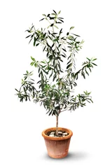Foto auf Acrylglas Olivenbaum Üppiger Olivenbaum im Topf isoliert