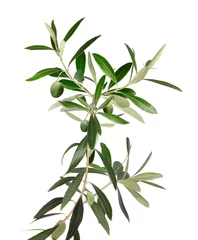 Keuken foto achterwand Olijfboom Verse olijfboomtak geïsoleerd