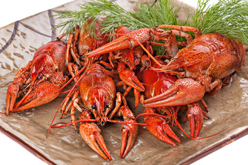 Boiled  crayfish with dill  on the plate.