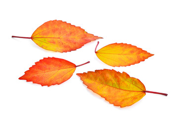 autumn leaves(Hibiscus) isolated on white background