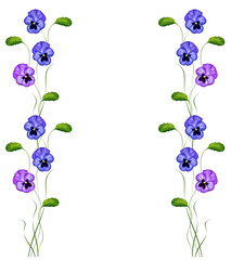 Fototapeta na wymiar Pansy Violet with Green Leaves on white background