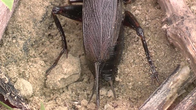 cricket egg laying