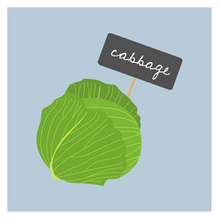 Vector Vegetable - Cabbage - 138705502