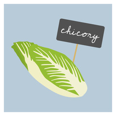 Vector Vegetable - Chicory - 138705550