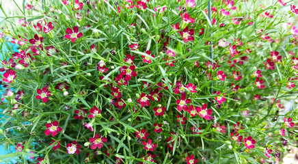 Background of many small flowers