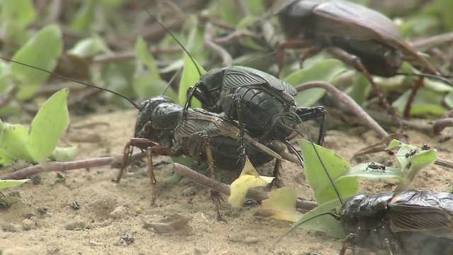 Crickets copulating