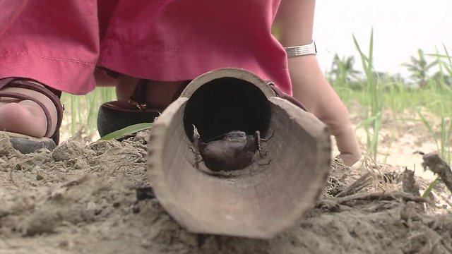 Crickets fighting in the field