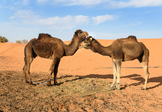 Camels in Erg Chebbi Sand dunes near Merzouga, Morocco