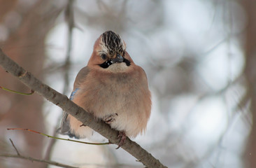 Eurasian jay (Garrulus glandarius)
