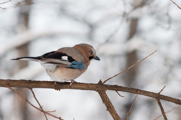 Eurasian jay (Garrulus glandarius)