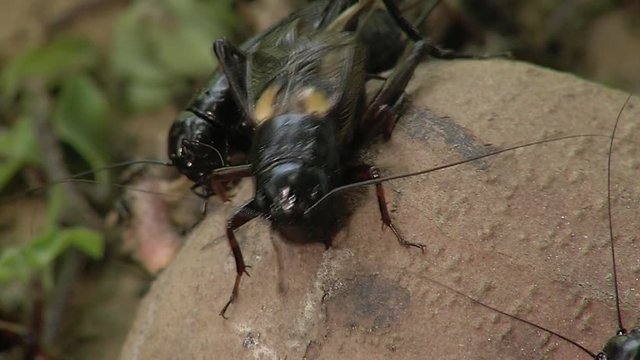 Crickets copulating