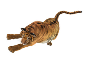 Obraz premium 3D Rendering Big Cat Tiger on White