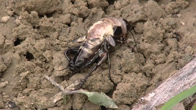 Crickets moulting the exoskeleton