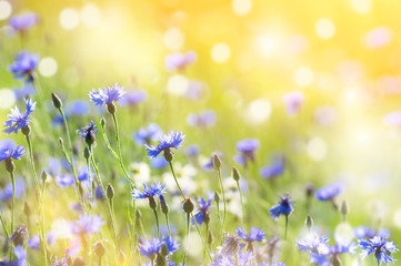 Summer landscape with wildflowers cornflowers in the rays of the sun
