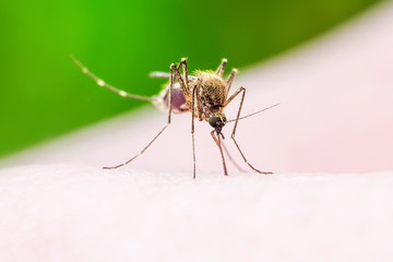 Zika Virus Infected Mosquito Sting