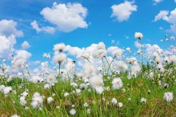 Summer bright landscape with blooming cotton grass