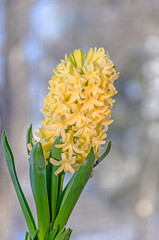 Yellow Hyacinthus orientalis, garden hyacinth flowers bulb, bokeh background