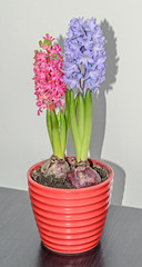Pink, blue Hyacinthus orientalis, garden hyacinth flowers, bulbs in colored flowerpot