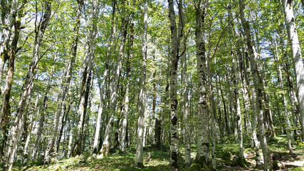 Obraz premium Birch Grove in the reserve Biogradska Gora