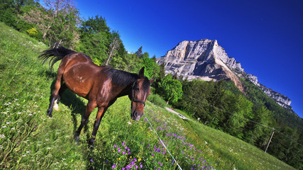 cheval au pré - col du granier en chartreuse